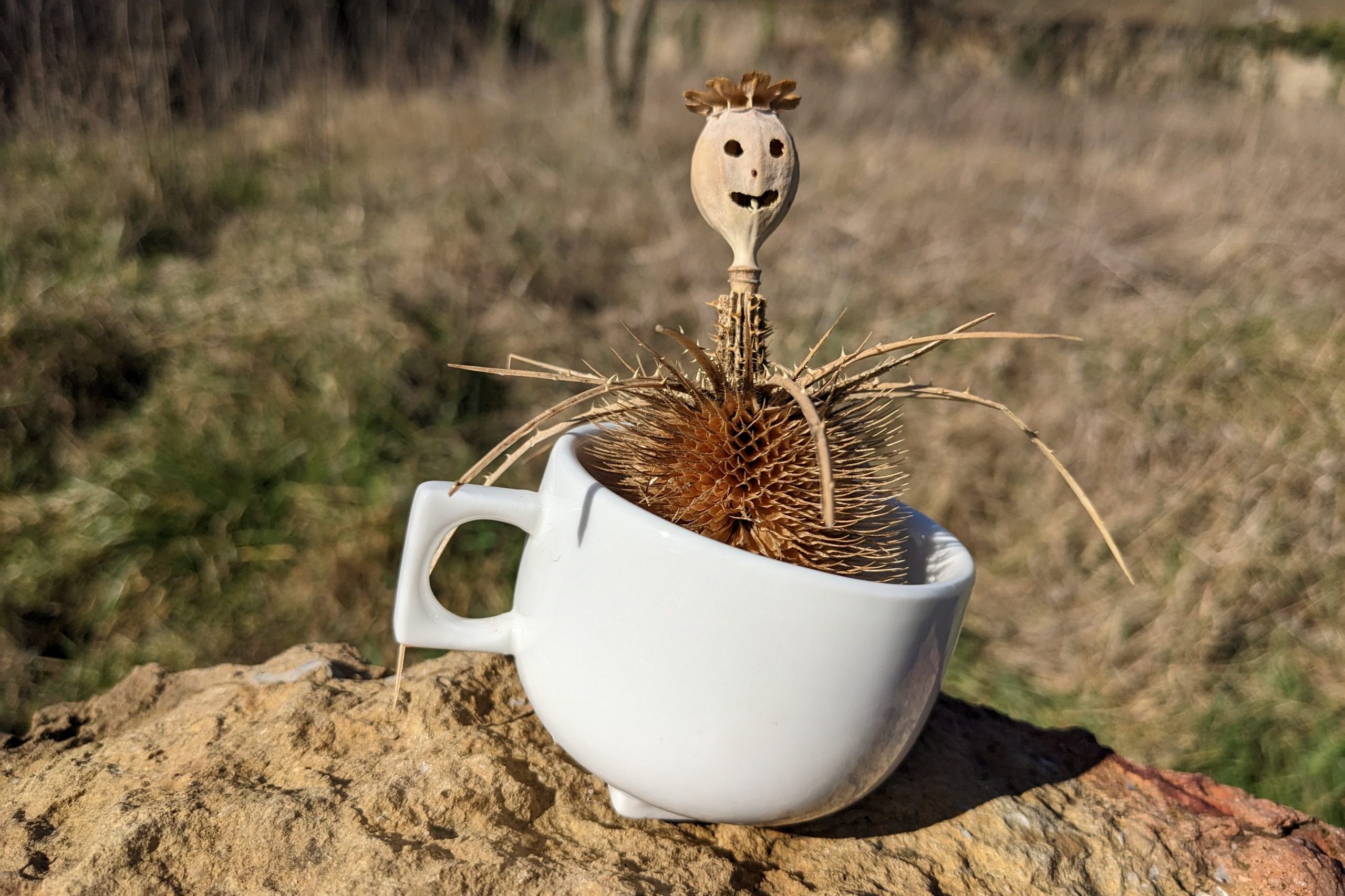 Le liseron me fascine - Lucette